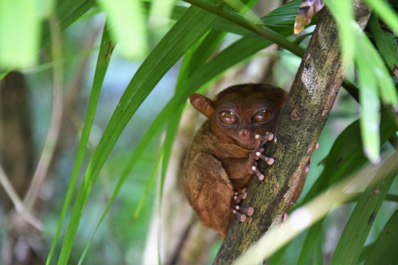 Bohol Filipíny